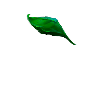 A part of the animated logo, the name is leaf_1/leaf_1_top